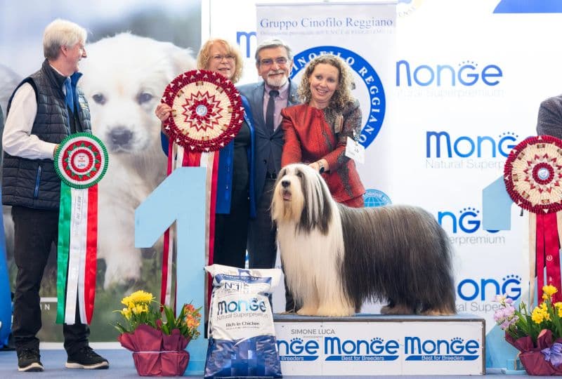 Chiens de berger et de bouvier