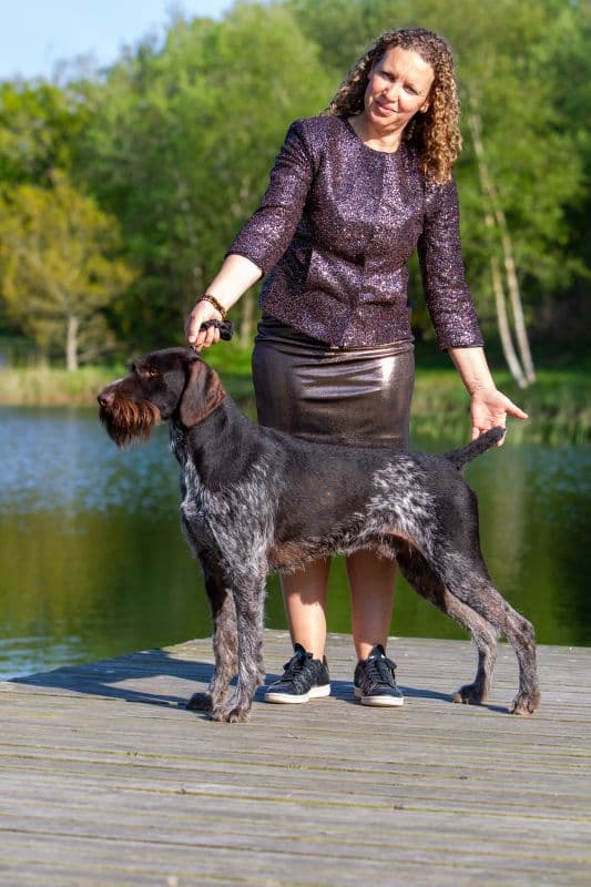 Chiens d'arrêt