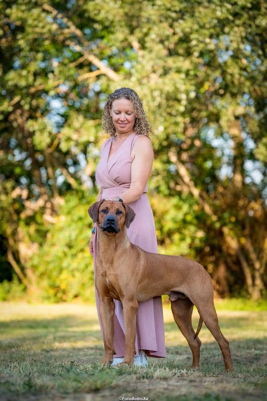 Chiens courants, Chiens de recherche au sang et races apparentées